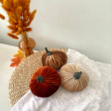 Decorative pumpkins and dried grasses on a textured surface with a neutral background