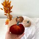 Hand holding a red velvet pumpkin with other pumpkins and decorative elements on a light background