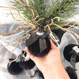 Black velvet ornament with a bow held by a hand against a blurred background of similar ornaments and branches.