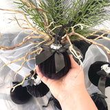 Black velvet ornament with a bow held by a hand against a blurred background of similar ornaments and branches.
